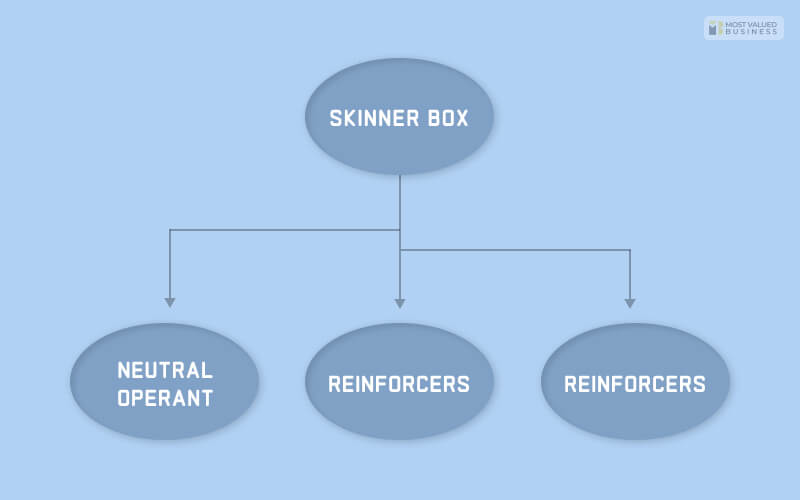 Skinner Box