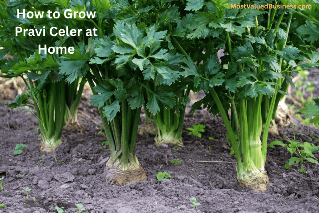 How to Grow Pravi Celer at Home