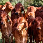 Global Beef Trade