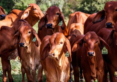 Global Beef Trade